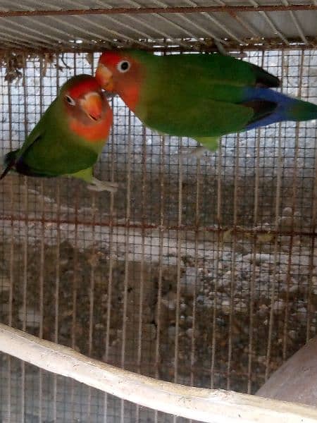 love birds breedar pair 2