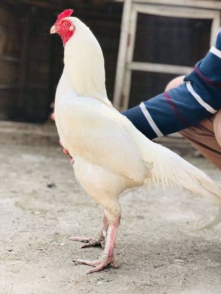heera quality breeder for sale 2