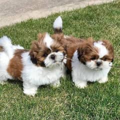 shitzu puppies available