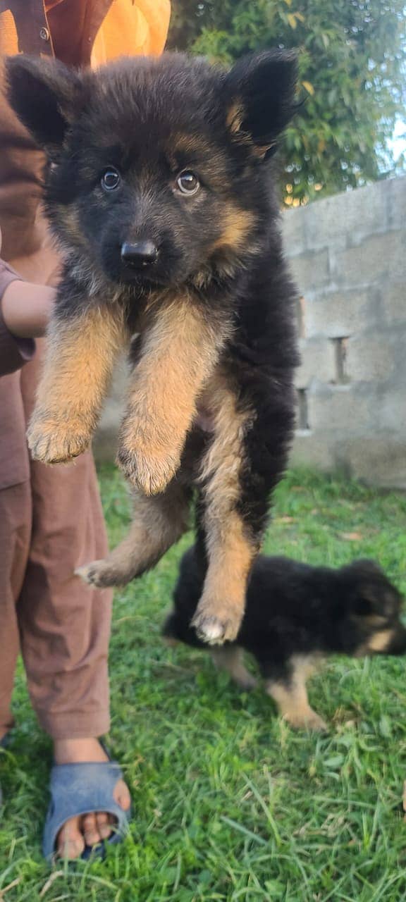 German Shepherd Long Coat Puppies 1