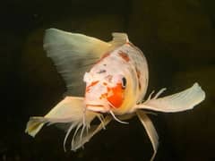Ornamental Fish 0