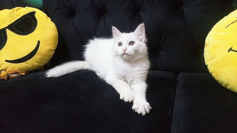 3 months kitten persian doll face and semi punch 5