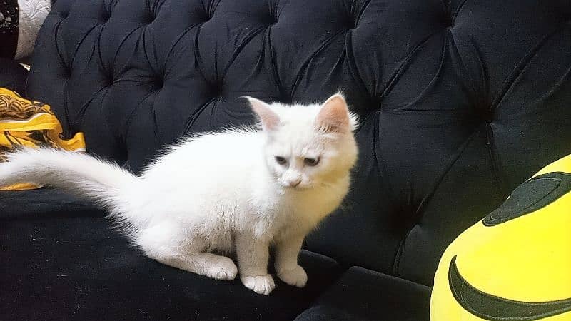 3 months kitten persian doll face and semi punch 6