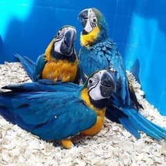 blue Macaw parrot chicks for sale WhatsApp connect (03301250545)