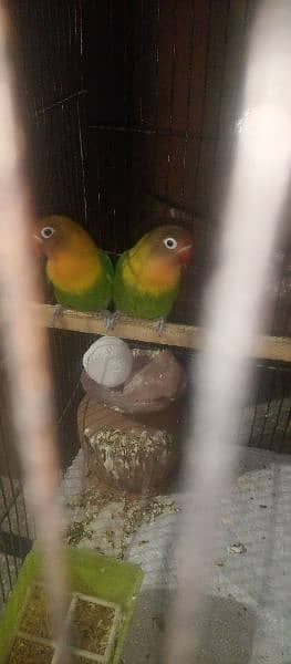 Green fisher love bird breeder pair for sale 4