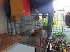 Cage for Birds with 4 Parrots.