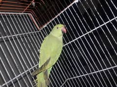 Parrot home bread for sale 0