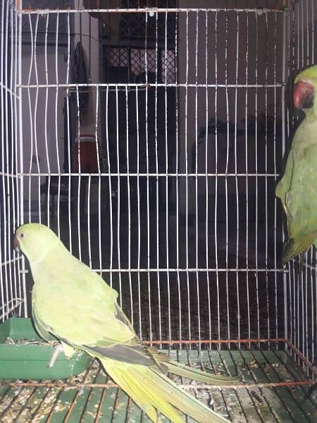 Parrot home bread for sale 1