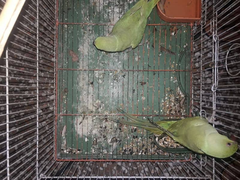 Parrot home bread for sale 2