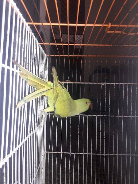 Parrot home bread for sale 3