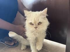 Parsian cat white
