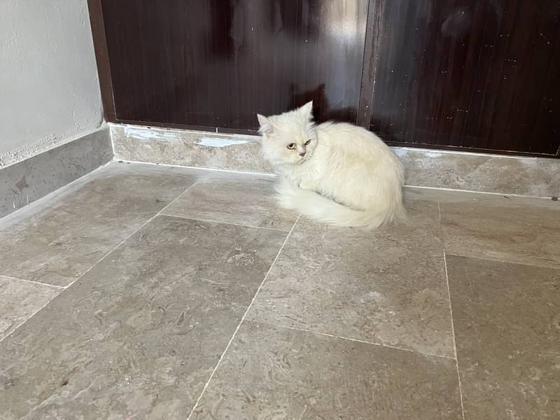 Parsian cat white 2