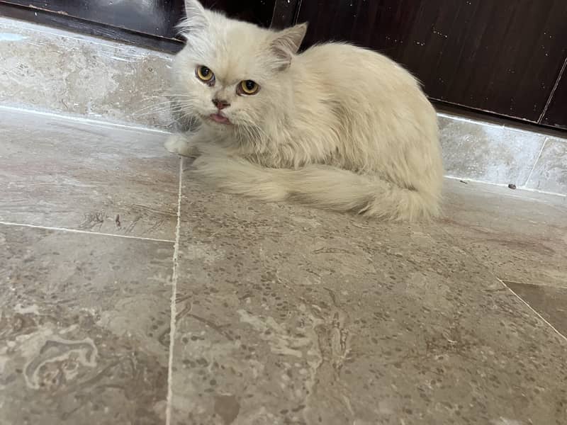 Parsian cat white 5