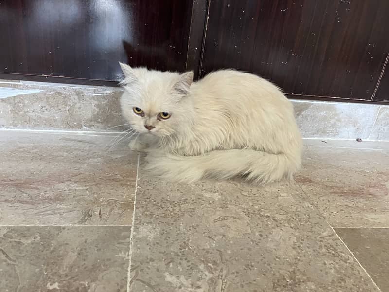 Parsian cat white 6