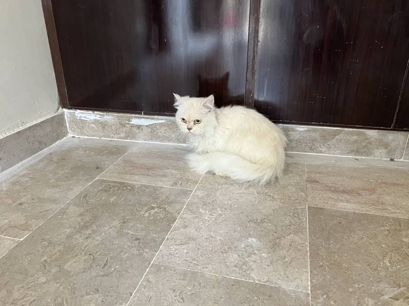 Parsian cat white 7