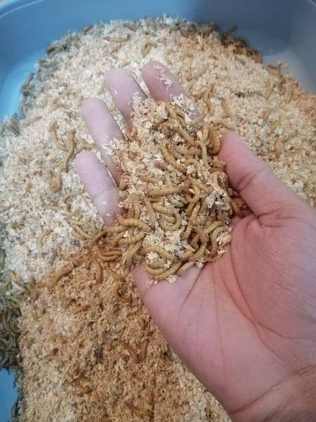 Running business of Live Mealworms/Beetles/ pupa 9