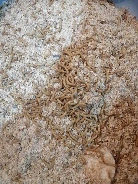 Running business of Live Mealworms/Beetles/ pupa 10