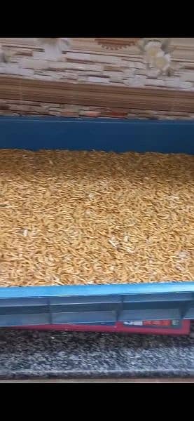 Running business of Live Mealworms/Beetles/ pupa 12