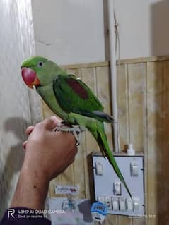 Kashmiri Raw Talking and hand tame parrot for sale