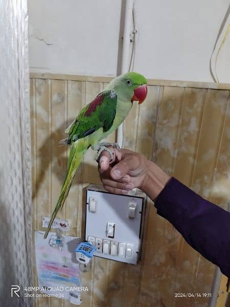 Beautiful Talking and hand tame parrot for sale 1