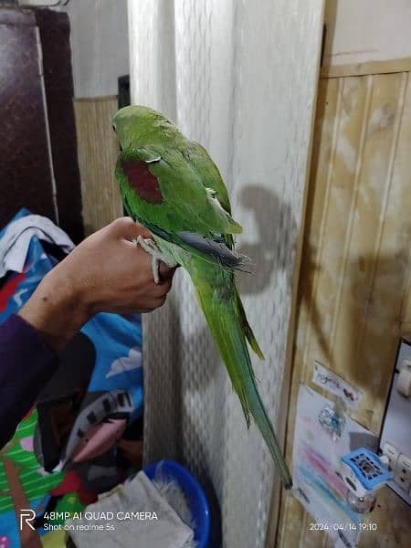 Beautiful Talking and hand tame parrot for sale 2