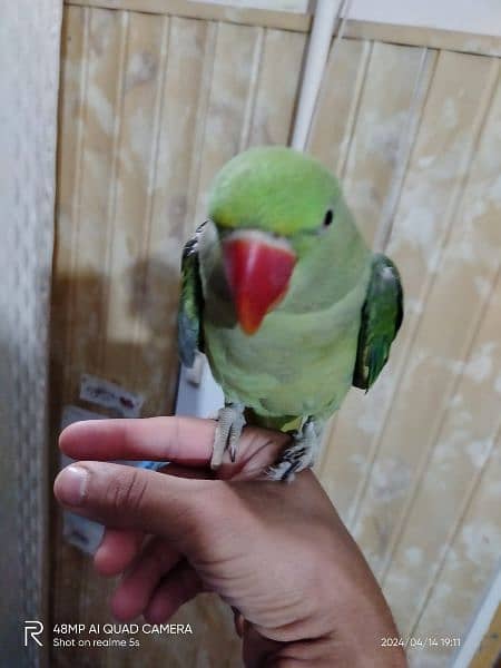 Beautiful Talking and hand tame parrot for sale 4