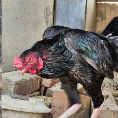 Aseel rooster for sale 0
