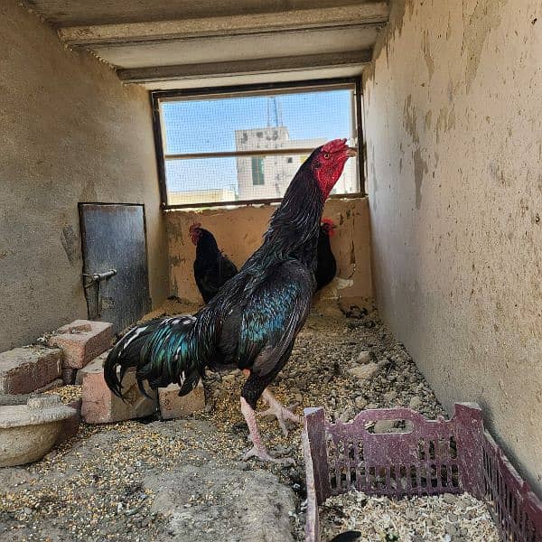 Aseel rooster for sale 1