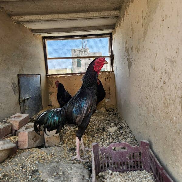 Aseel rooster for sale 2