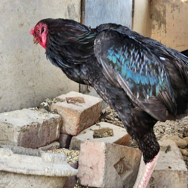 Aseel rooster for sale 3