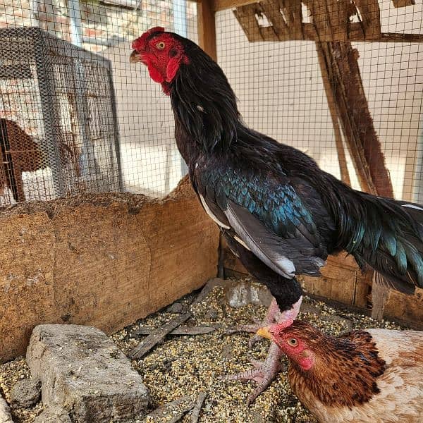 Aseel rooster for sale 4