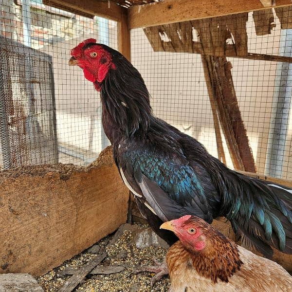 Aseel rooster for sale 5