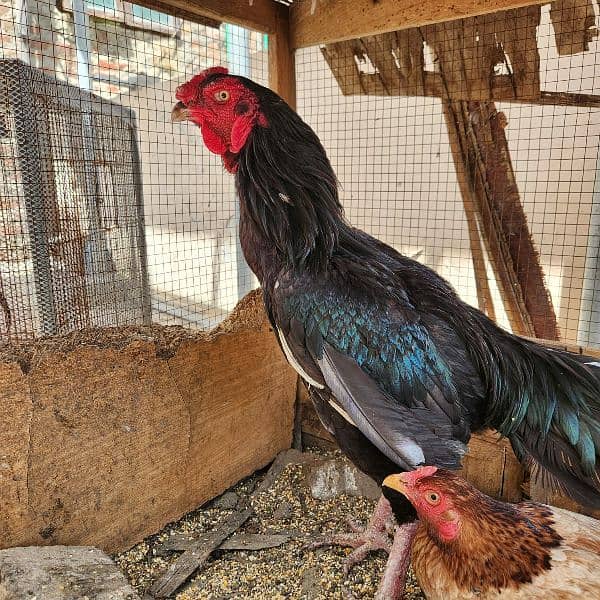 Aseel rooster for sale 6