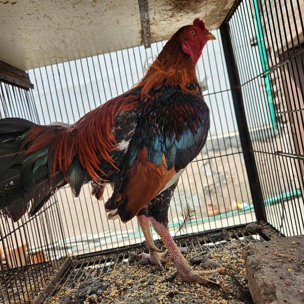 Aseel rooster for sale 8