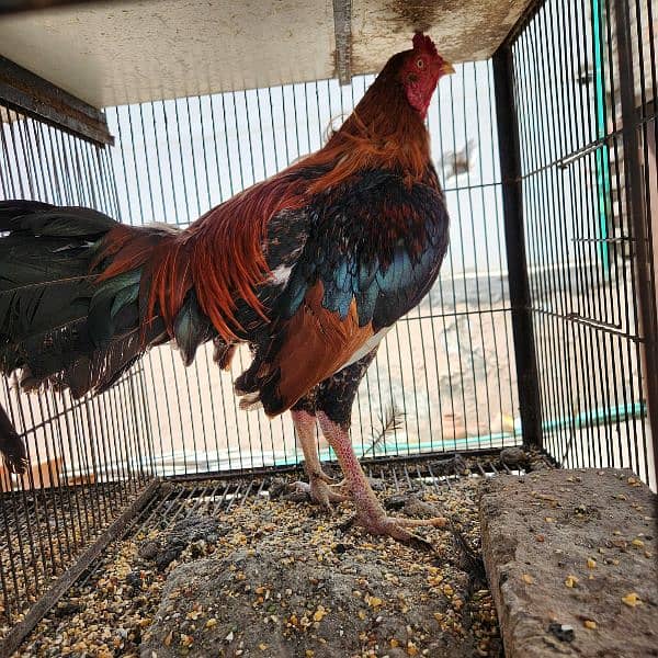Aseel rooster for sale 9