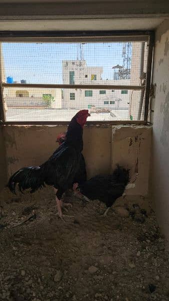 Aseel rooster for sale 10