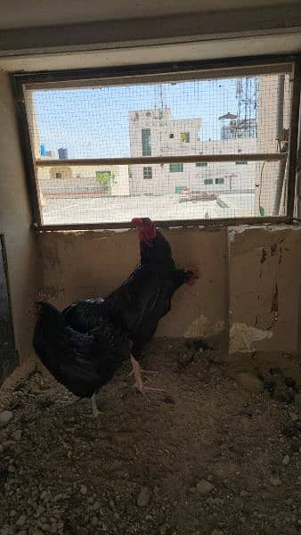 Aseel rooster for sale 11