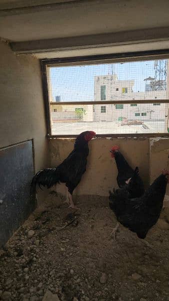 Aseel rooster for sale 12