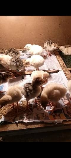 Turkey Chicks 0