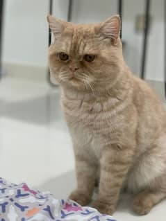 punch face breed cat in orange colour 0