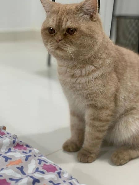 punch face breed cat in orange colour 1