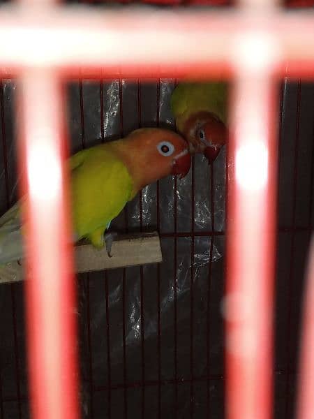 Latino Persnata Split Blue Pair 3