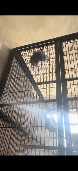 African Gray Bounded Pair / parrot for sale 4