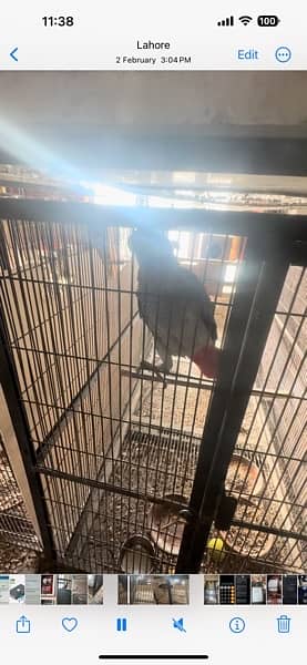 African Gray Bounded Pair / parrot for sale 6