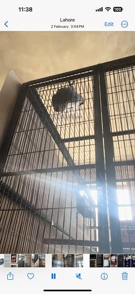 African Gray Bounded Pair / parrot for sale 7