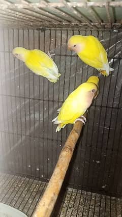 Common lutino love birds pathy 4 months age 0