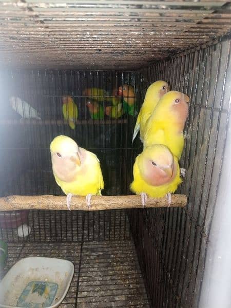 Common lutino love birds pathy 4 months age 1