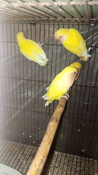 Common lutino love birds pathy 4 months age 2