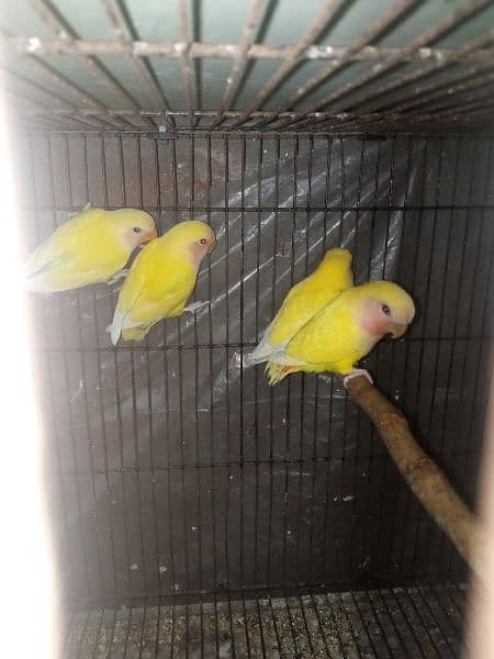 Common lutino love birds pathy 4 months age 3