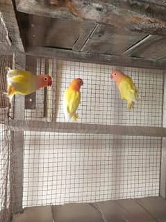 Home breed parrot 2 male 1 female 0